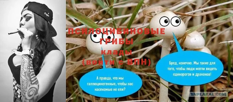 Галлюциногенные грибы Psilocybine cubensis  Беслан 